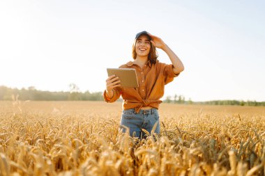 Altın buğday tarlasında dijital tabletli güzel bir dişi çiftçi. Dişi bir tarımcı tarım alanındaki ekinlerin kalitesini ve büyümesini kontrol eder. Teknoloji kavramı, zengin hasat.