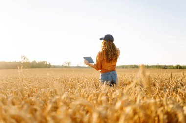 Altın buğday tarlasında dijital tabletli güzel bir dişi çiftçi. Dişi bir tarımcı tarım alanındaki ekinlerin kalitesini ve büyümesini kontrol eder. Teknoloji kavramı, zengin hasat.