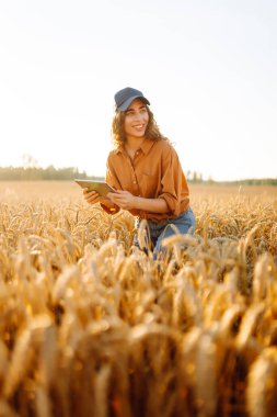 Altın buğday tarlasında dijital tabletli güzel bir dişi çiftçi. Dişi bir tarımcı tarım alanındaki ekinlerin kalitesini ve büyümesini kontrol eder. Teknoloji kavramı, zengin hasat.
