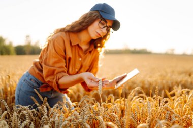 Altın buğday tarlasında dijital tabletli güzel bir dişi çiftçi. Dişi bir tarımcı tarım alanındaki ekinlerin kalitesini ve büyümesini kontrol eder. Teknoloji kavramı, zengin hasat.