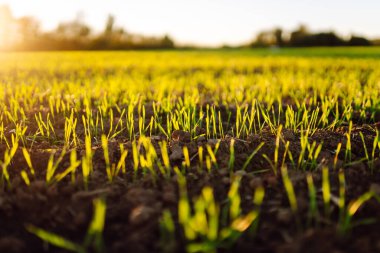 Günışığında verimli topraklardan büyüyen genç bitkiler. Tarım tarlaları gün batımında yeşil filizlerle. Doğa, tarım kavramı.