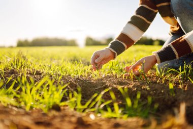 Yeşil tarlalarda çalışan genç çiftçilerin yakın çekimleri. Kadın tarım uzmanı, yeşil filizlerin kalitesini ve gün batımındaki mahsul yetiştirme kalitesini kontrol ediyor. Bahçe konsepti.