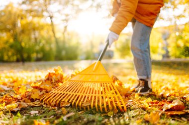 Parlak ceketli ve eldivenli genç bir kadın güneşli bir parkta parlak sonbahar yaprakları topluyor. Bir kadın gönüllü, bir tırmıkla düşen yaprakları topluyor. Ekoloji kavramı, temizlik..