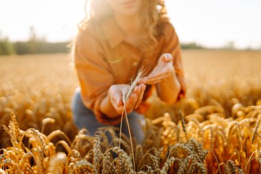 Tarım alanında altın buğday saplarını ayıran şapkalı ve gözlüklü kadın tarımcı. Genç kadın çiftçi buğday hasadının kalitesini kontrol ediyor. Çiftçilik kavramı, zengin hasat.
