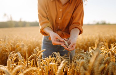 Tarım alanında altın buğday saplarını ayıran şapkalı ve gözlüklü kadın tarımcı. Genç kadın çiftçi buğday hasadının kalitesini kontrol ediyor. Çiftçilik kavramı, zengin hasat.