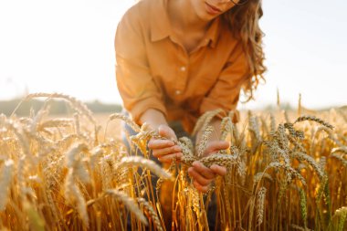 Tarım alanında altın buğday saplarını ayıran şapkalı ve gözlüklü kadın tarımcı. Genç kadın çiftçi buğday hasadının kalitesini kontrol ediyor. Çiftçilik kavramı, zengin hasat.