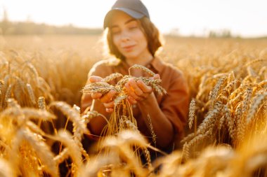 Tarım alanında altın buğday saplarını ayıran şapkalı ve gözlüklü kadın tarımcı. Genç kadın çiftçi buğday hasadının kalitesini kontrol ediyor. Çiftçilik kavramı, zengin hasat.