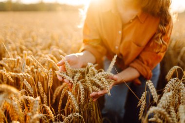 Tarım alanında altın buğday saplarını ayıran şapkalı ve gözlüklü kadın tarımcı. Genç kadın çiftçi buğday hasadının kalitesini kontrol ediyor. Çiftçilik kavramı, zengin hasat.