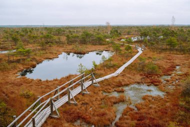 Dolambaçlı ahşap bir patika, uzun otlar ve gri bulutlarla dolu bir sulak araziye çıkar. Doğa manzarası. Yürüyüş yolları olan sonbahar bataklıkları. Doğa konsepti.