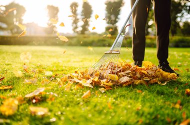 Bahçe tırmığı, düşen yaprakları, batan güneş ışınlarında yeşil çimen zeminine sürterek üst üste yığıyor. Gönüllü, sonbahar parkında gün batımında turuncu yaprakları temizler. Ekoloji kavramı.