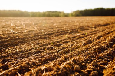 Gün batımında yeni sürülmüş tarlalar. Güneş ışınlarına maruz kalmadan önce tarımsal bir arazide verimli toprak. Bahçe ve tarım kavramı.