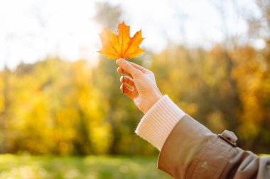 Genç bir kadın, sonbahar parkının arka planında güneşe kadar parlak turuncu akçaağaç yaprağını tutuyor. Kadının ellerinin şapka taktığı ve güneşli bir günün tadını çıkardığı yakın plan. Mevsimlik, seyahat kavramı.