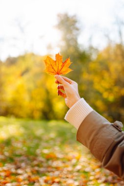 Genç bir kadın, sonbahar parkının arka planında güneşe kadar parlak turuncu akçaağaç yaprağını tutuyor. Kadının ellerinin şapka taktığı ve güneşli bir günün tadını çıkardığı yakın plan. Mevsimlik, seyahat kavramı.