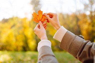 Genç bir kadın, sonbahar parkının arka planında güneşe kadar parlak turuncu akçaağaç yaprağını tutuyor. Kadının ellerinin şapka taktığı ve güneşli bir günün tadını çıkardığı yakın plan. Mevsimlik, seyahat kavramı.