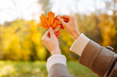 Genç bir kadın, sonbahar parkının arka planında güneşe kadar parlak turuncu akçaağaç yaprağını tutuyor. Kadının ellerinin şapka taktığı ve güneşli bir günün tadını çıkardığı yakın plan. Mevsimlik, seyahat kavramı.