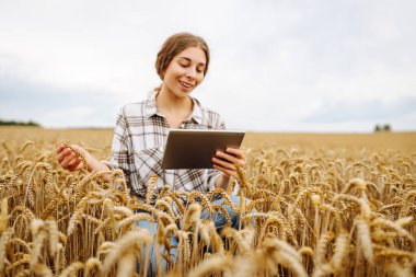 Bir buğday tarlasında dijital tabletle deneyimli kadın tarımcı. Kadın çiftçi, dijital tabletle buğday kulaklarının kalitesini ölçüyor. Bahçe ve tarım kavramı.