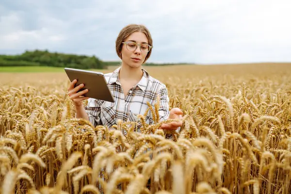 Bir buğday tarlasında dijital tabletle deneyimli kadın tarımcı. Kadın çiftçi, dijital tabletle buğday kulaklarının kalitesini ölçüyor. Bahçe ve tarım kavramı.