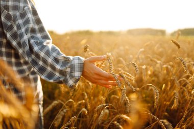Altın buğday tarlasında genç bir çiftçi kadın gün batımında tahılın kulaklarını inceliyor. Deneyimli bir tarım uzmanı güneşli bir günde hasatın kalitesini kontrol eder. Sanayi ve tarım kavramı.