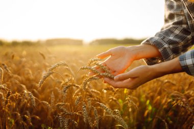 Altın buğday tarlasında genç bir çiftçi kadın gün batımında tahılın kulaklarını inceliyor. Deneyimli bir tarım uzmanı güneşli bir günde hasatın kalitesini kontrol eder. Sanayi ve tarım kavramı.