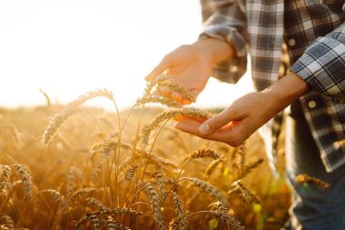 Altın buğday tarlasında genç bir çiftçi kadın gün batımında tahılın kulaklarını inceliyor. Deneyimli bir tarım uzmanı güneşli bir günde hasatın kalitesini kontrol eder. Sanayi ve tarım kavramı.