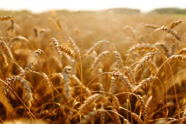 Gün batımında sallanan altın buğday kulaklarının yakın çekimi. Günbatımında tarım tarlalarında zengin buğday hasadı. Tarım ve bahçıvanlık kavramı.