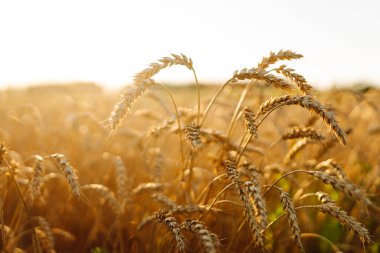Gün batımında sallanan altın buğday kulaklarının yakın çekimi. Günbatımında tarım tarlalarında zengin buğday hasadı. Tarım ve bahçıvanlık kavramı.