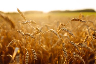 Gün batımında sallanan altın buğday kulaklarının yakın çekimi. Günbatımında tarım tarlalarında zengin buğday hasadı. Tarım ve bahçıvanlık kavramı.