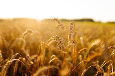 Gün batımında sallanan altın buğday kulaklarının yakın çekimi. Günbatımında tarım tarlalarında zengin buğday hasadı. Tarım ve bahçıvanlık kavramı.