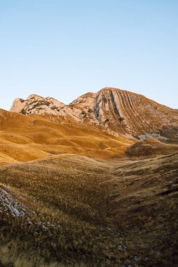 Yumuşak tepeler ve uzun otlar gün ışığında sallanıyor. Dağ manzarasının huzurlu atmosferi. Vahşi yaşam konsepti.