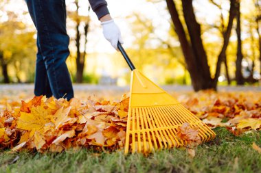 Yaprak temizleme. Bir gönüllü sonbahar parkında yaprakları tırmıklıyor. Bir adam parlak sonbahar yapraklarıyla çevrili bir bahçede vakit geçirir. Mevsimlik, gönüllülük ve ekoloji kavramı.