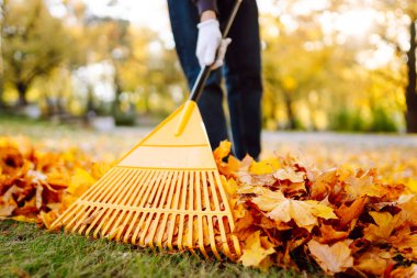 Yaprak temizleme. Bir gönüllü sonbahar parkında yaprakları tırmıklıyor. Bir adam parlak sonbahar yapraklarıyla çevrili bir bahçede vakit geçirir. Mevsimlik, gönüllülük ve ekoloji kavramı.