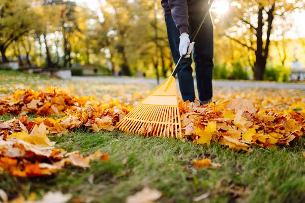 Yaprak temizleme. Bir gönüllü sonbahar parkında yaprakları tırmıklıyor. Bir adam parlak sonbahar yapraklarıyla çevrili bir bahçede vakit geçirir. Mevsimlik, gönüllülük ve ekoloji kavramı.