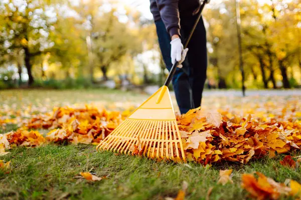Yaprak temizleme. Bir gönüllü sonbahar parkında yaprakları tırmıklıyor. Bir adam parlak sonbahar yapraklarıyla çevrili bir bahçede vakit geçirir. Mevsimlik, gönüllülük ve ekoloji kavramı.