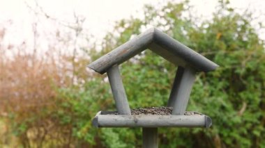 Bahçedeki kuş yemliği. Kışın kuş yemliğinde beslenen güzel küçük bahçe kuşu.
