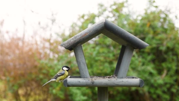 Bahçedeki Kuş Yemliği Kışın Kuş Yemliğinde Beslenen Güzel Küçük Bahçe — Stok video