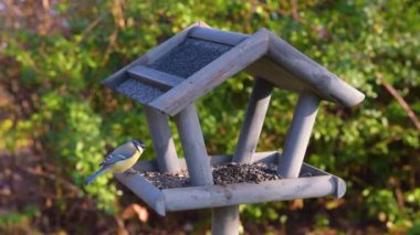 Bahçedeki kuş yemliği. Kışın kuş yemliğinde beslenen güzel küçük bahçe kuşu.