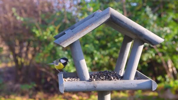 Karmić Ptaki Ogrodzie Piękny Mały Ptak Ogrodowy Karmienia Okresie Zimowym — Wideo stockowe
