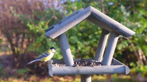 Krmítko Pro Ptáky Zahradě Krásná Malá Zahrada Pták Krmení Zimním — Stock video