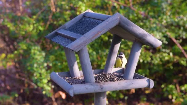 Bahçedeki Kuş Yemliği Kışın Kuş Yemliğinde Beslenen Güzel Küçük Bahçe — Stok video