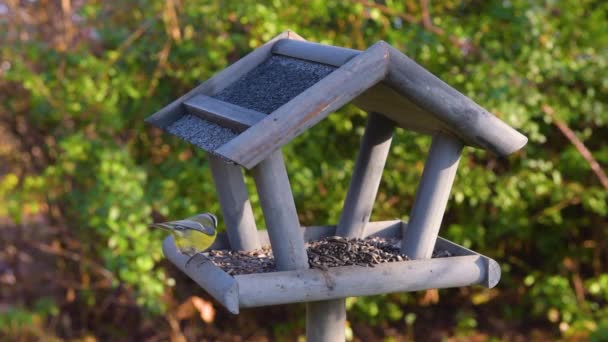 Bird Feeder Garden Beautiful Small Garden Bird Feeding Winter Time — Stock Video