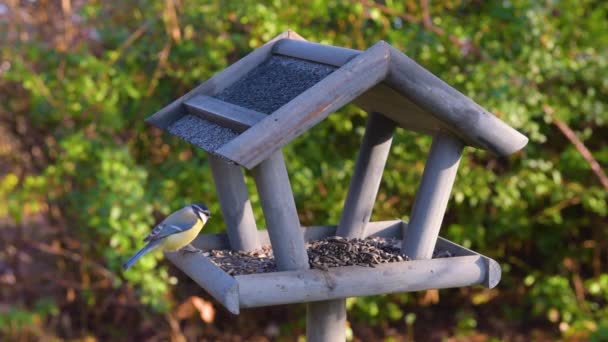 Alimentador Aves Jardín Hermoso Pequeño Jardín Alimentación Aves Invierno Alimentador — Vídeos de Stock