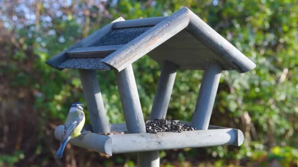 Τροφοδότης Πουλιών Στον Κήπο Όμορφη Μικρή Τροφή Πουλιών Κήπων Χειμώνα — Αρχείο Βίντεο