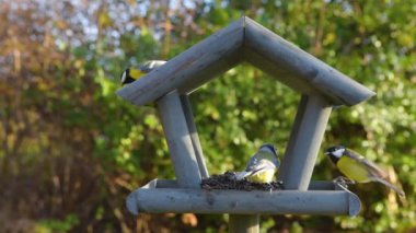 Bahçedeki kuş yemliği. Kışın kuş yemliğinde beslenen güzel küçük bahçe kuşu.