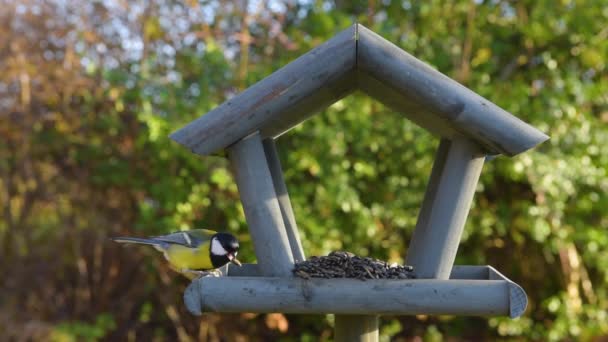 园中的鸟食 美丽的小花园鸟儿在冬季觅食 — 图库视频影像