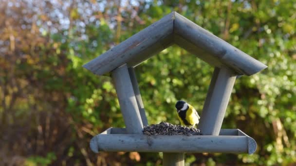 Alimentatore Uccelli Giardino Bello Piccolo Uccello Giardino Che Nutre Inverno — Video Stock