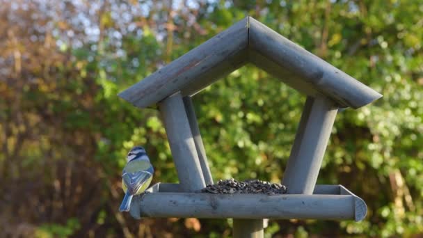 园中的鸟食 美丽的小花园鸟儿在冬季觅食 — 图库视频影像