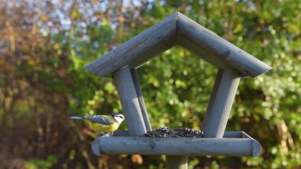 Alimentador Aves Jardín Hermoso Pequeño Jardín Alimentación Aves Invierno Alimentador — Vídeo de stock