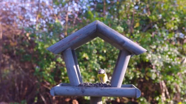 Τροφοδότης Πουλιών Στον Κήπο Όμορφη Μικρή Τροφή Πουλιών Κήπων Χειμώνα — Αρχείο Βίντεο