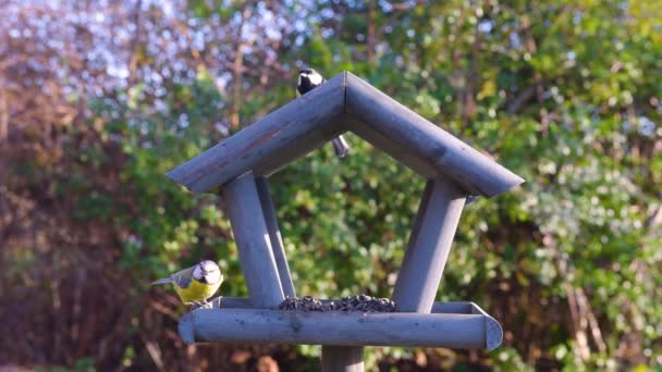Alimentador Pássaros Jardim Pássaro Pequeno Bonito Jardim Que Alimenta Tempo — Vídeo de Stock