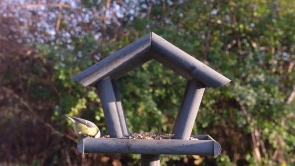庭のバードフィーダー 鳥の送り装置の冬の時間に供給する美しい小さな庭の鳥 — ストック動画